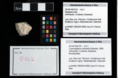 Foto (Objekt + Etikett) von Cracensigillatus acutirostris (Moericke, 1889)  (NHMW-GEO-2014-0194-0162)